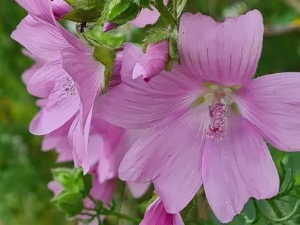 Weightless - Plant Music For Sleep