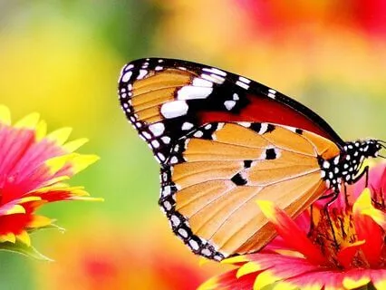 Weightless Presence — gentle guitar for deep relaxation