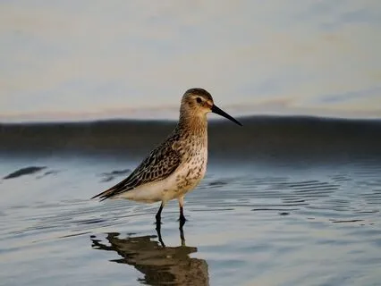 Welcome Emotion - Especially About Relationship Conflict