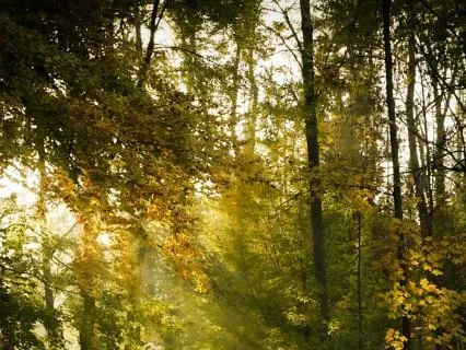Welcome Everything To Access Your Inner Wisdom