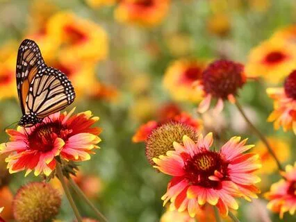 Welcome Miracles 369 Hz + 528 Hz Tuning Forks (Gamma)