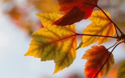 Welcome Peace + Soothe - Inner Autumn - Premenstrual Phase 