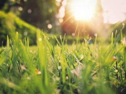 Welcome Spring: Intuitive Yoga Nidra Meditation