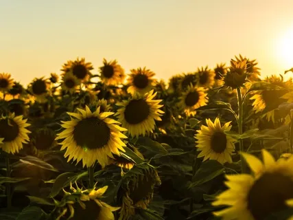 Welcome The Emotions