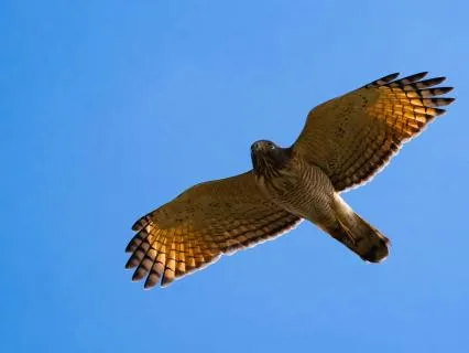 Welcome The Paramis: Daily Life Practice