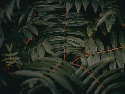 Beginning Novasutras Meditation Practice