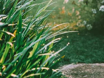Welcome To Gwenda's Grief Garden
