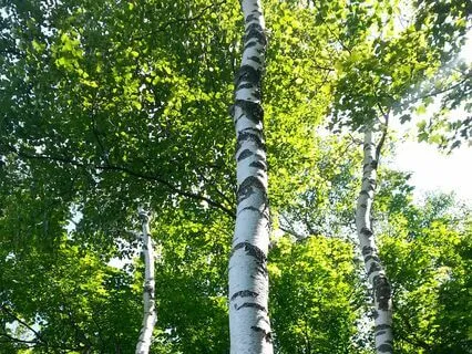 Welcome To Samantha's Audio Space