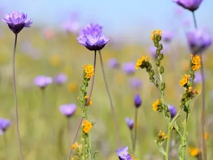 Welcoming In Abundance Of Spring