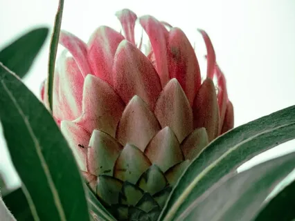 Welcoming Prenatal Meditation 