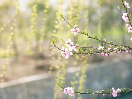 Welcoming Spring Feelings