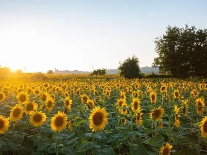 Welcoming Summer's Arrival With Energy And Light