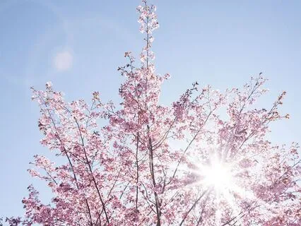 Welcoming The Light - Heart Center Version (With Soft Music)