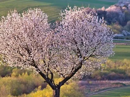 Welcoming The Light II - Heart Center Version