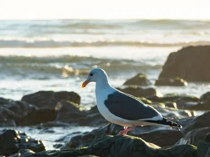 Welcoming The Tender Heart Of Difficult Emotion - 19 Minutes