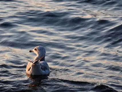 Welcoming The Tender Heart Of Difficult Emotion - Brief