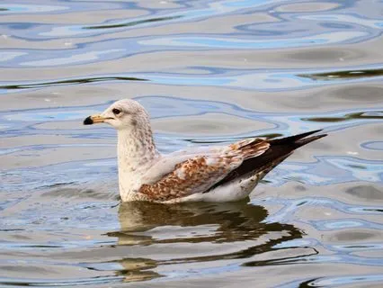 Welcoming The Tender Heart Of Difficult Emotion - Long