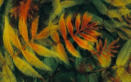 Well Being Meditation