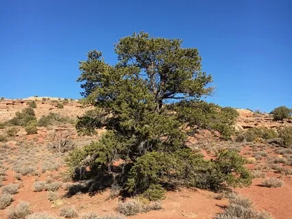 Wellbeing & Thank You Meditation