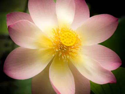 Wellbeing Breath Awareness Meditation