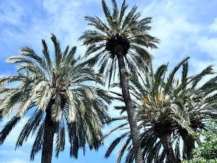 Wellness And Healthy Lifestyle Affirmations