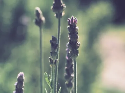 Headlines: Wellness & Illness Visualisation