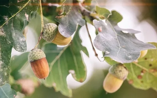 Wellspring Of Goodness For 2022