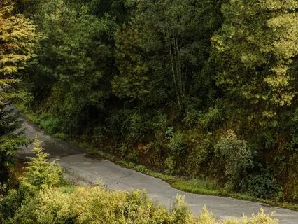 Wet Drizzle Snowy, Forest Rainfall Bliss