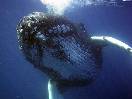 Whale And Song