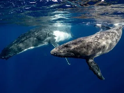 Whale Song + Schumann Resonance & Gong