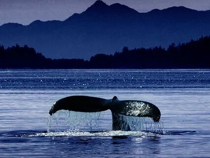 Whale Song: A Deep Sleep Meditation Journey