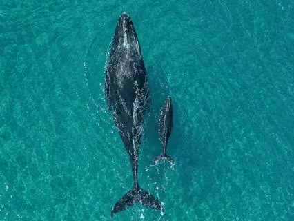 Whale Song And Calm Music For Sleep And Meditation