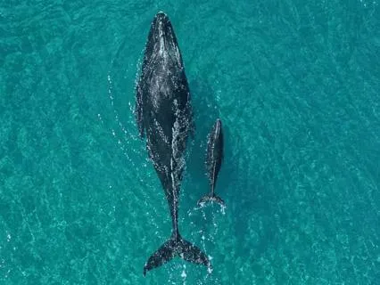 Whale Song And Calm Music For Sleep And Meditation