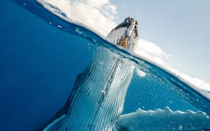 Whale Song Codes - Vibrational Upgrade