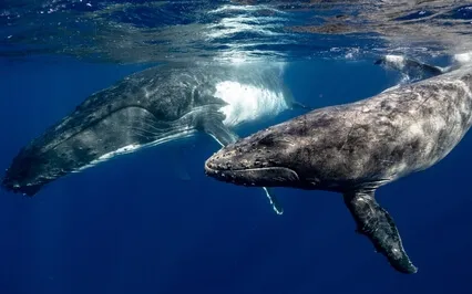 Whale Song Joy With 528Hz & 136.1Hz