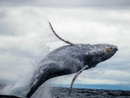 Ocean Song - Ultimate Spa, Reiki, Massage & Healing | 528 Hz