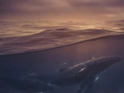 Whale Songs and Ocean for Meditation