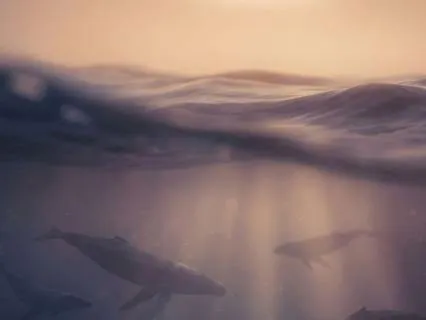 Whale Sounds for Deep Sleep and Healing