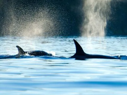 Whale Spirit Meditation: Journey To Inner Peace And Wisdom