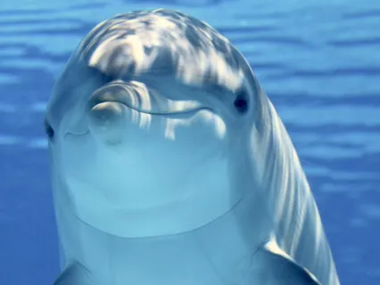 Whales & Dolphins - Soothing Sounds Of Nature