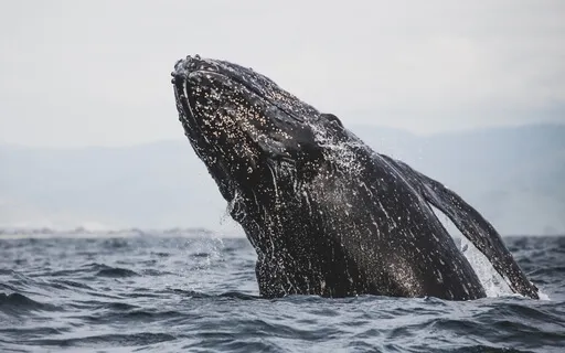 Whales Hope: Ambient Music For Relaxation, Sleep & Calm
