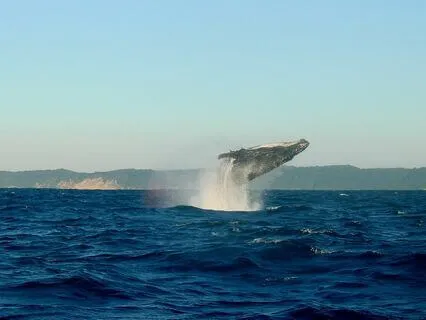 Whales Underwater Healing Lullaby: Deep Sleep & Relaxation