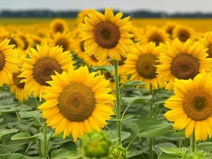 What A God: Contemplative Meditation