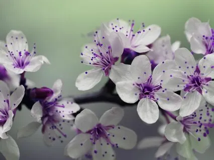 What A Purple Aura Means?