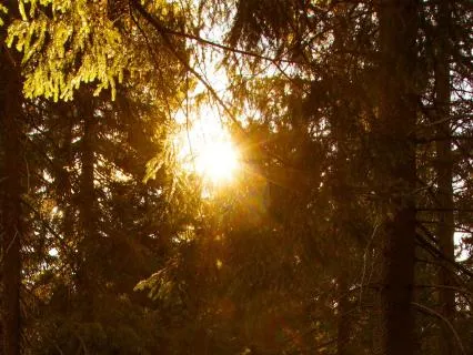 What Are The Yoga Sutras?