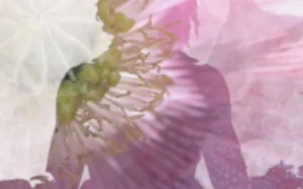 What Are You Manifesting? ~ Wisdom Notes With Dorothy