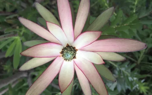 What Calms The Mind - A Micro Practice