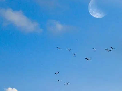 What Circles So Perfectly | Rumi Poem