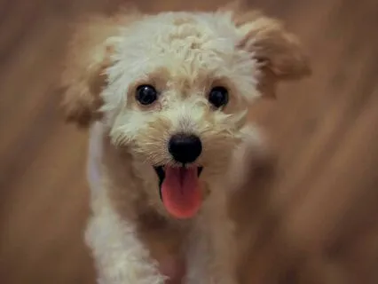 What Do Dogs Talk About? Bedtime Story