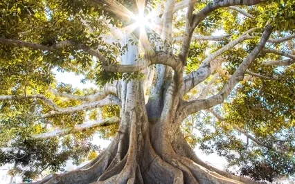 What Do I Need Today? Attuning To Your Inner Wisdom